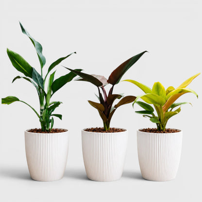 Rare Indoor House Plants Combo Set of 3 | Well Rooted Mature Plants