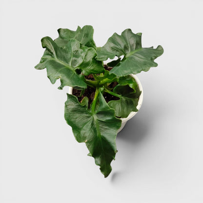 Rare Philodendron Atom | Compact Tropical Aroid Foliage Indoor Plant