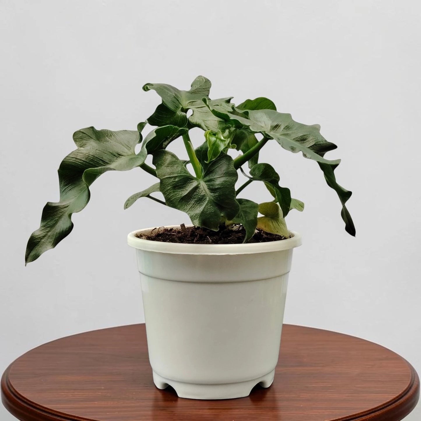 Rare Philodendron Atom | Compact Tropical Aroid Foliage Indoor Plant
