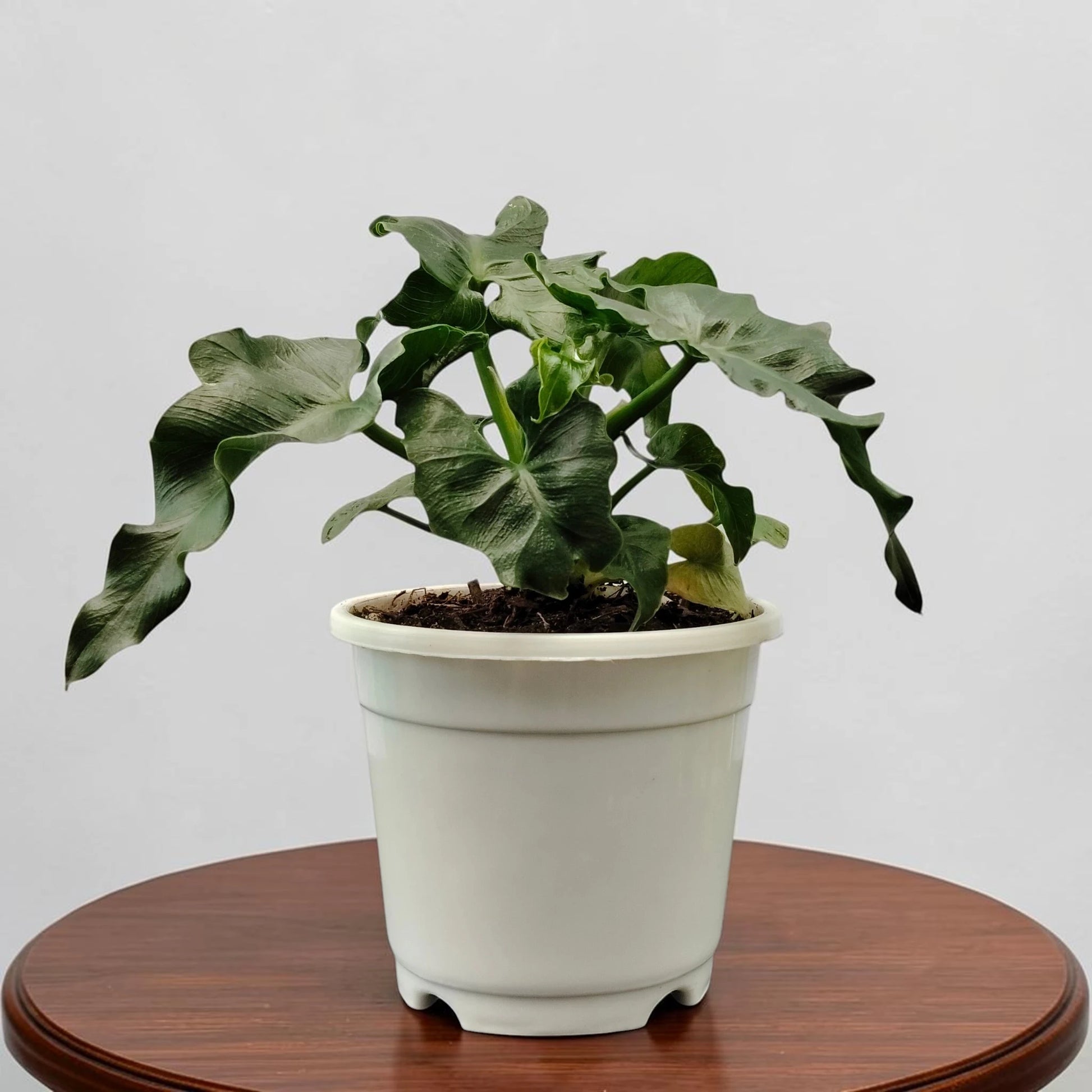 Rare Philodendron Atom | Compact Tropical Aroid Foliage Indoor Plant