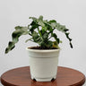 Rare Philodendron Atom | Compact Tropical Aroid Foliage Indoor Plant