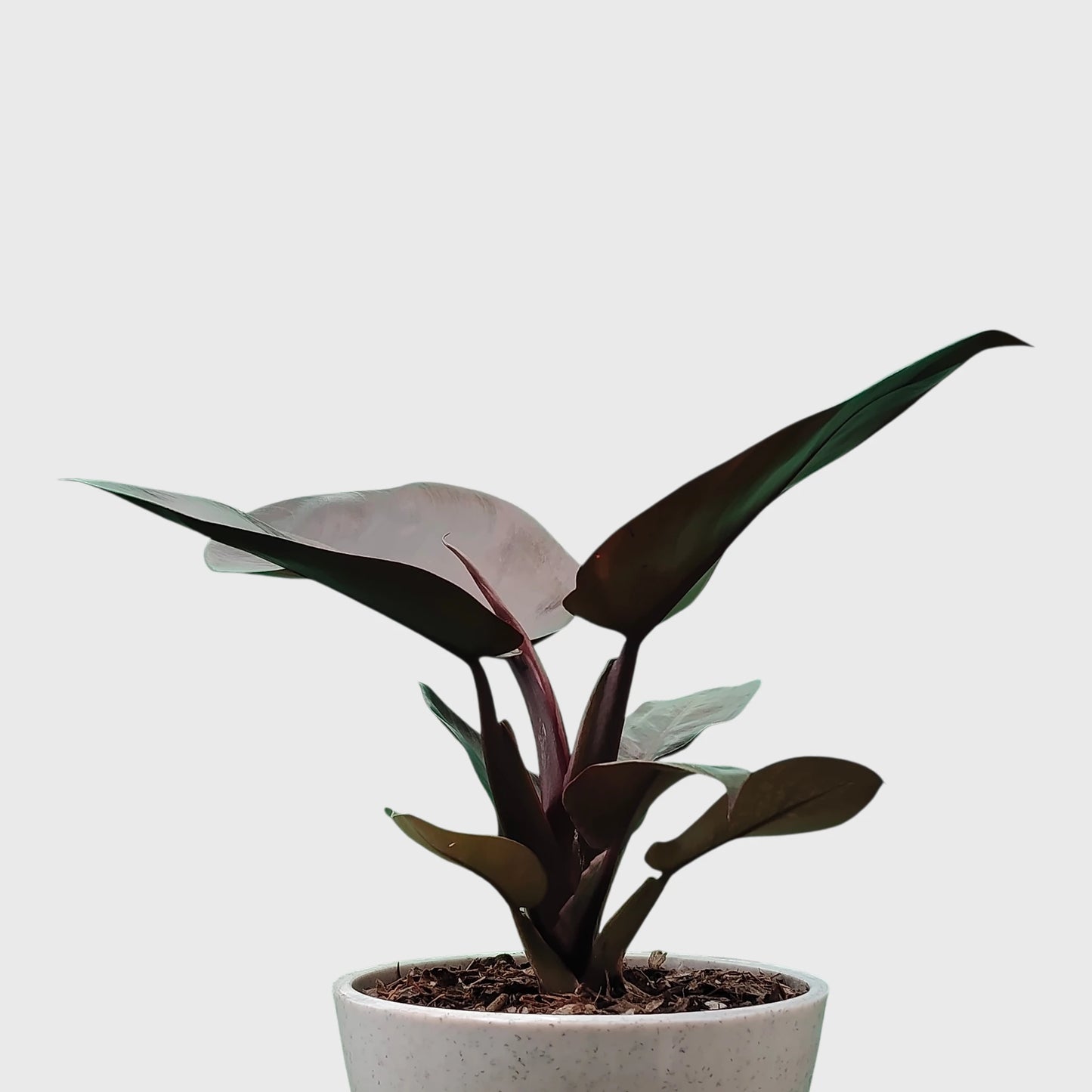 Rare Philodendron Black Cardinal | Well Rooted Mature Indoor Plant
