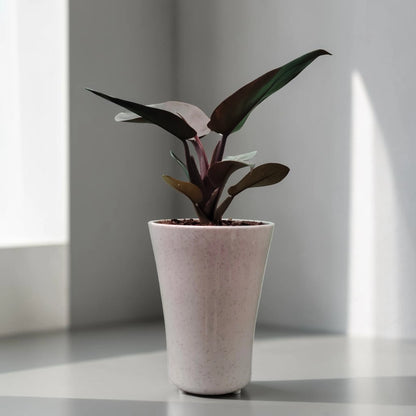 Rare Philodendron Black Cardinal | Well Rooted Mature Indoor Plant