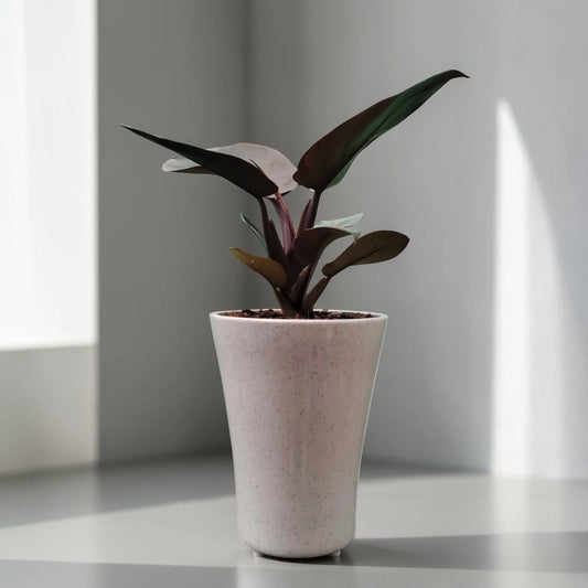 Rare Philodendron Black Cardinal | Well Rooted Mature Indoor Plant