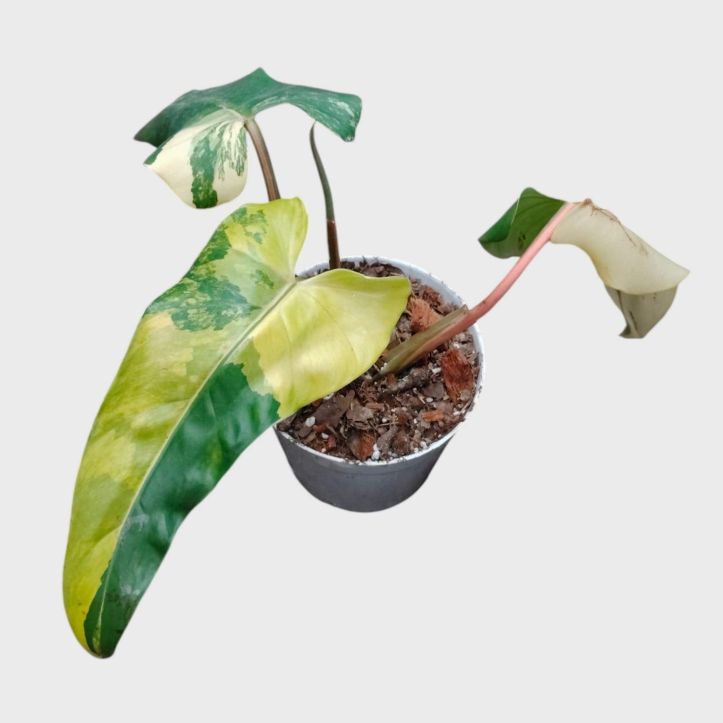Philodendron Burle Marx Aurea Variegated | Rare Yellow Variegated Philodendron (25–30 CM) | With Pot