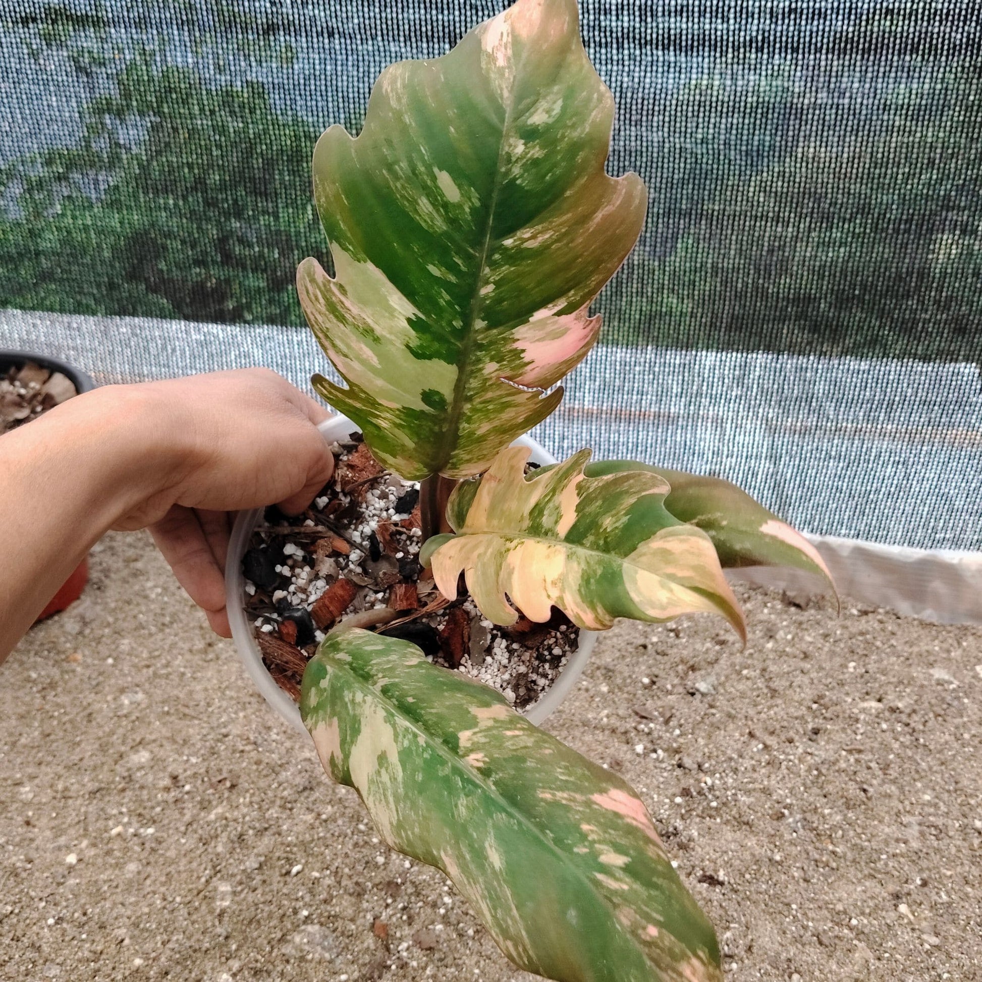 Philodendron Caramel Marble Variegated – Mature Size (6–10 Inches) Rare Collector Plant