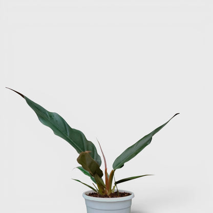 Philodendron Pluto (Choco Empress) | Rare Indoor Foliage Live Plant