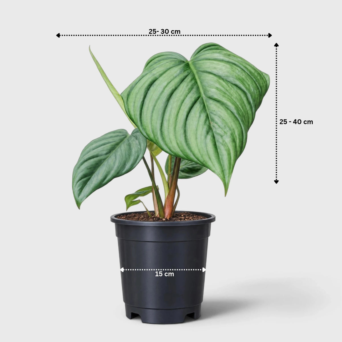 Philodendron sp. Colombia – Tropical Foliage Plant