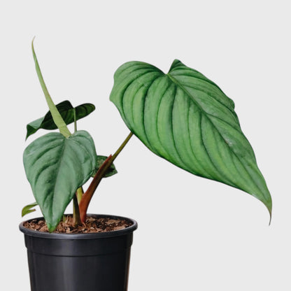 Philodendron sp. Colombia – Tropical Foliage Plant
