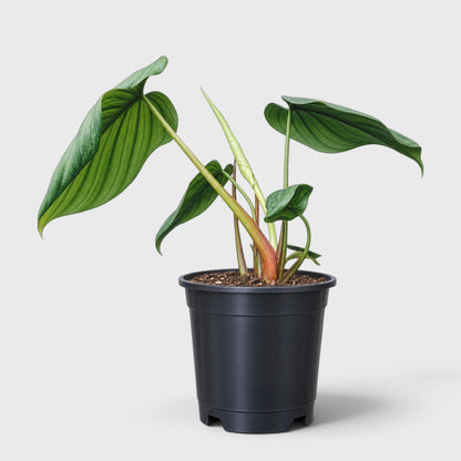Philodendron sp. Colombia – Tropical Foliage Plant