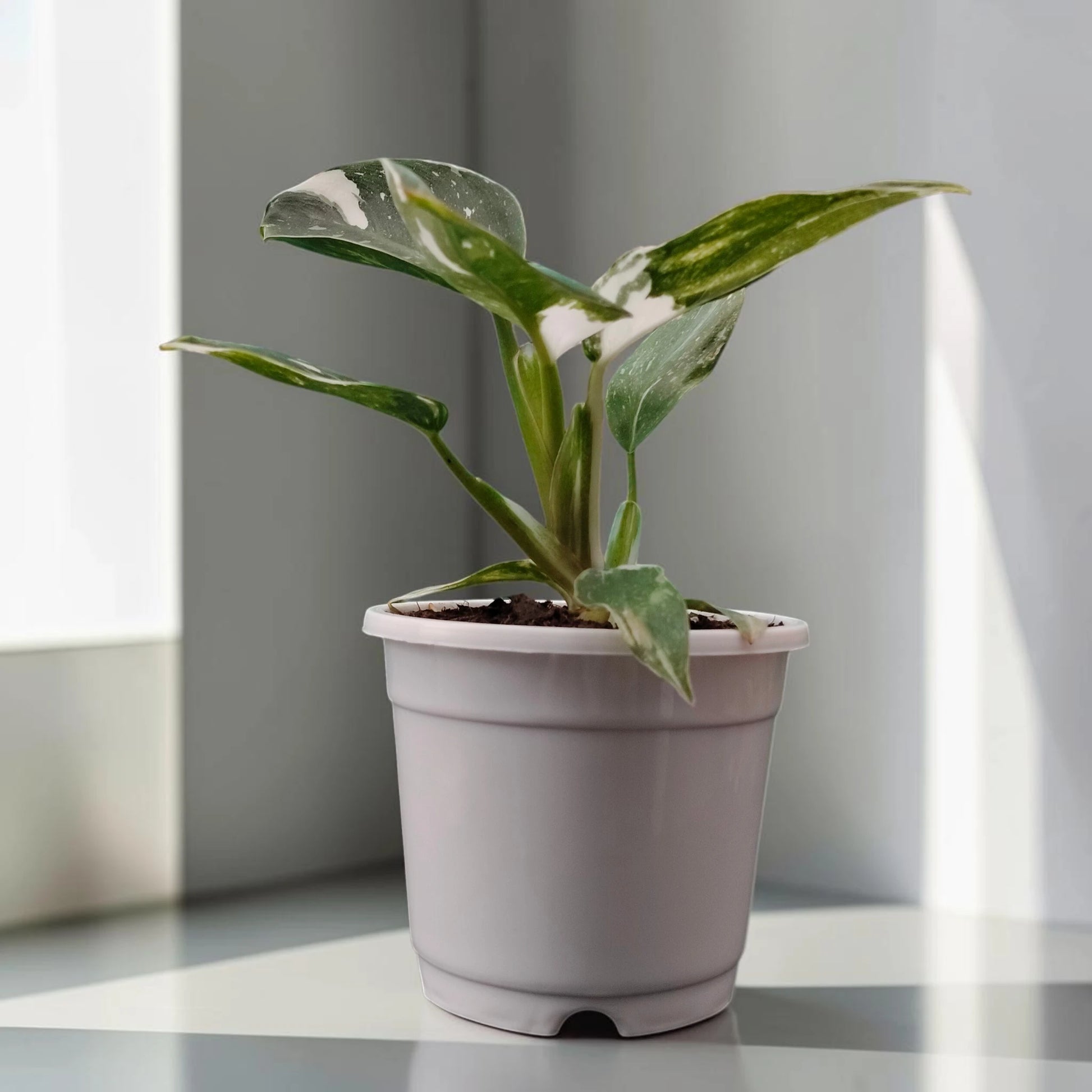 Philodendron White Princess work desk plant