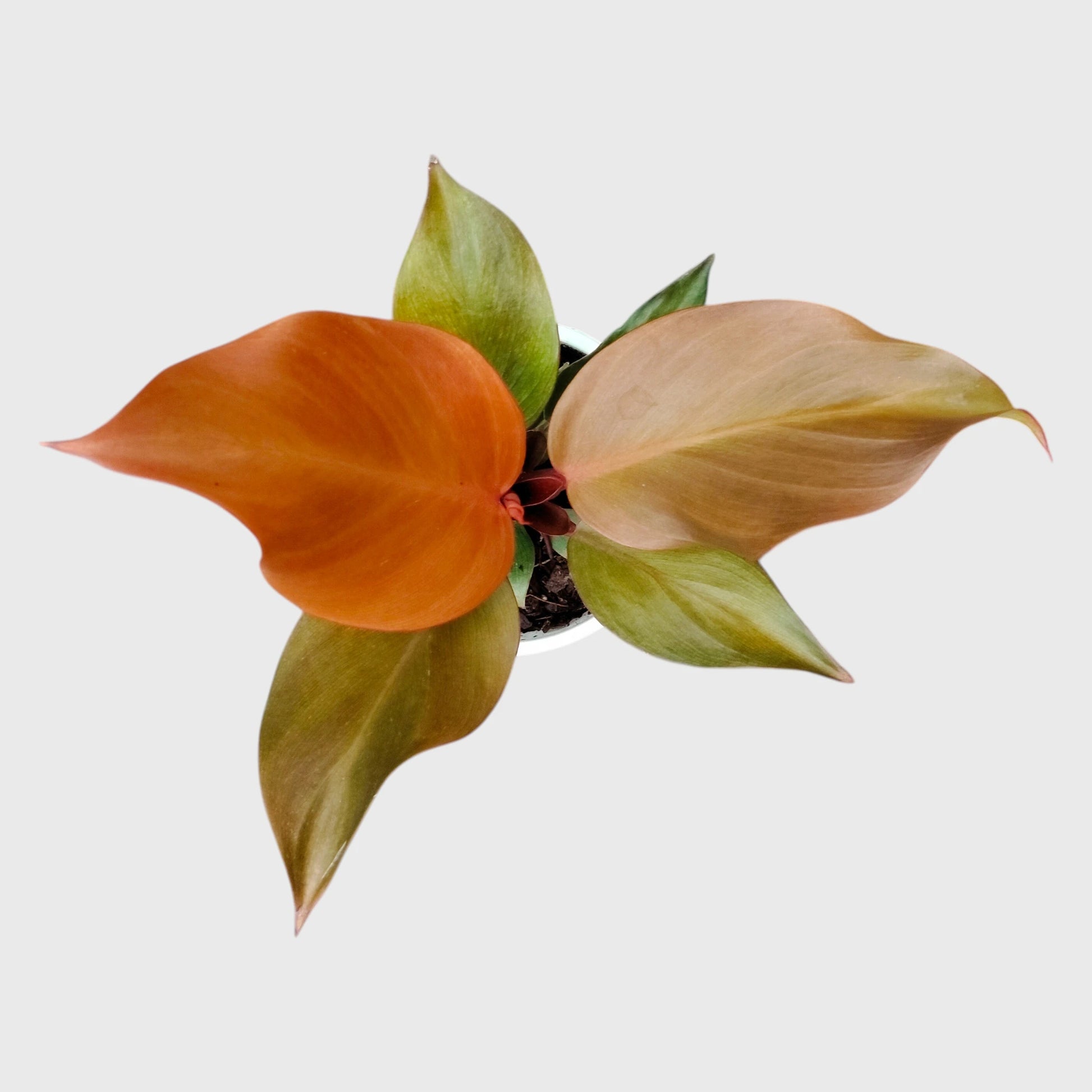 Philodendron McColley’s Finale | Well Rooted Mature Colorful Foliage Plant