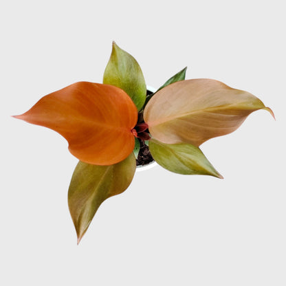Philodendron McColley’s Finale | Well Rooted Mature Colorful Foliage Plant