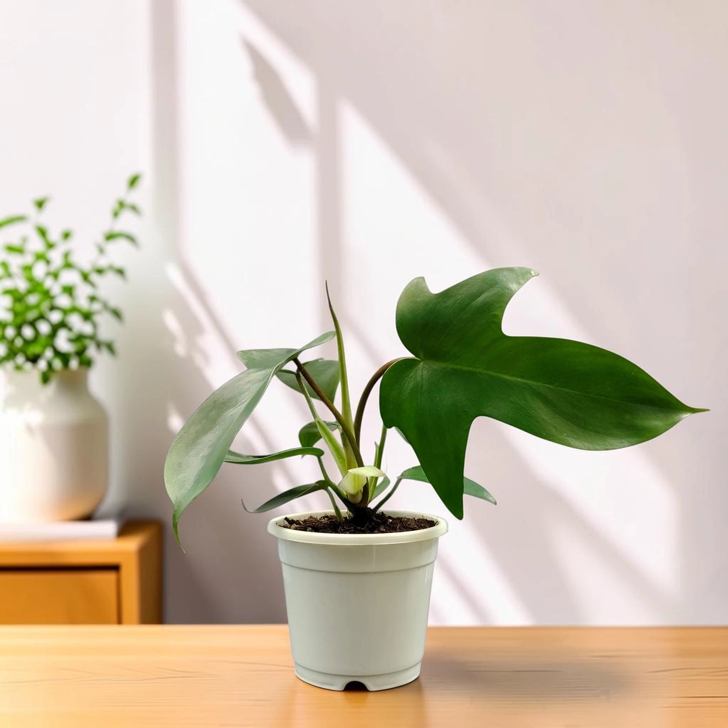 Philodendron Florida Beauty Non-Variegated – Premium Green Collector Philodendron