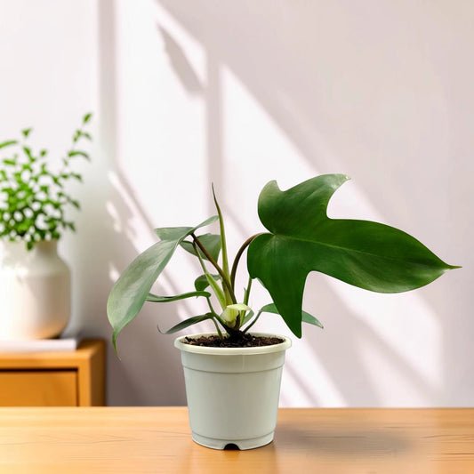 Philodendron Florida Beauty Non-Variegated – Premium Green Collector Philodendron