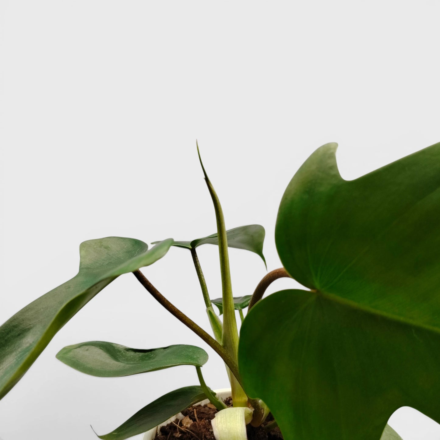 Philodendron Florida Beauty Non-Variegated – Premium Green Collector Philodendron