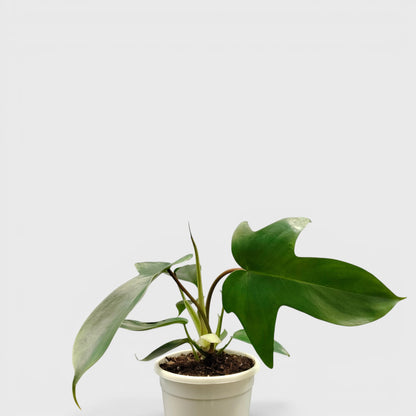 Philodendron Florida Beauty Non-Variegated – Premium Green Collector Philodendron