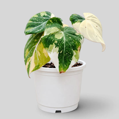 Philodendron Gloriosum Variegated – Rare Collector Aroid | Mature Well-Rooted Live Plant