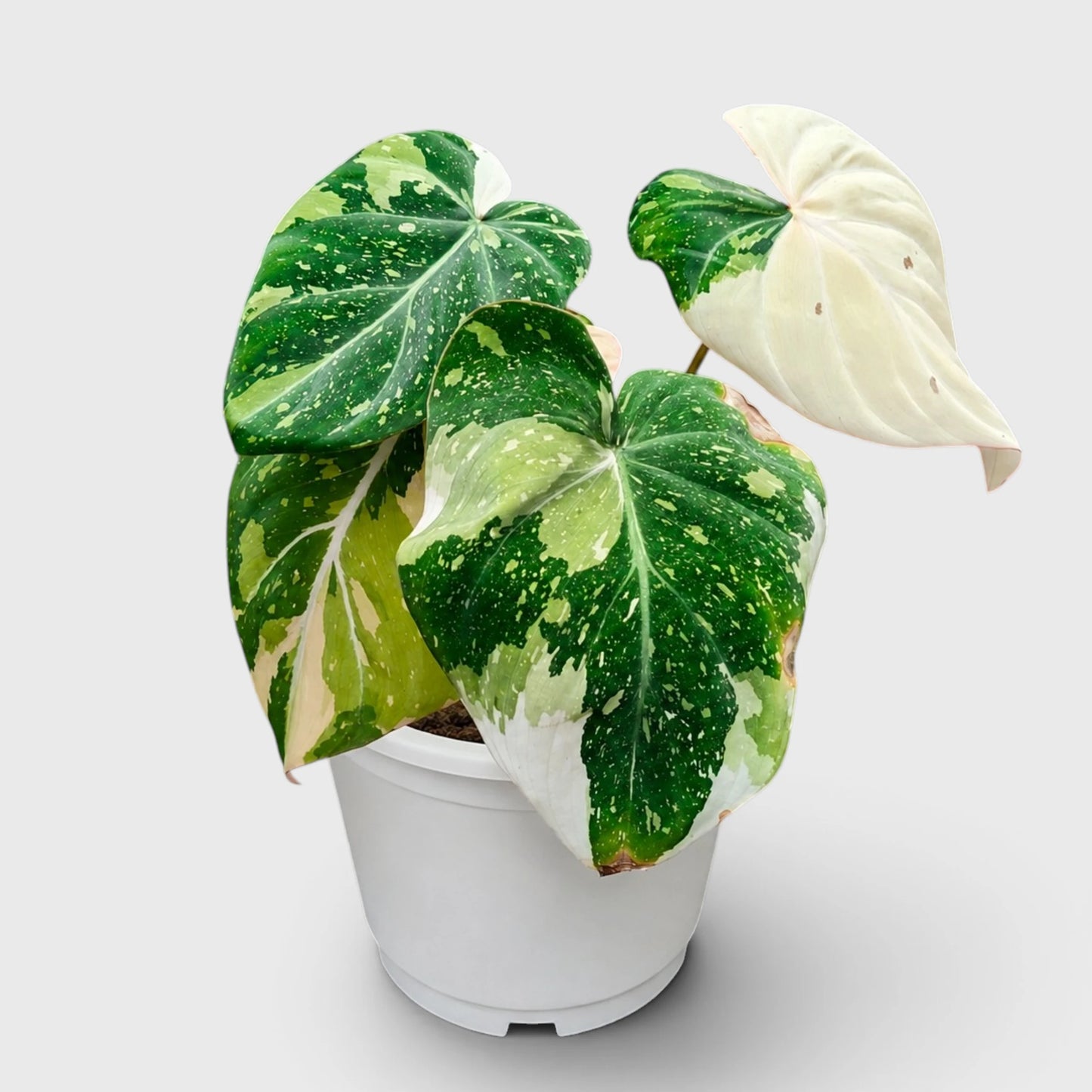 Philodendron Gloriosum Variegated – Rare Collector Aroid | Mature Well-Rooted Live Plant