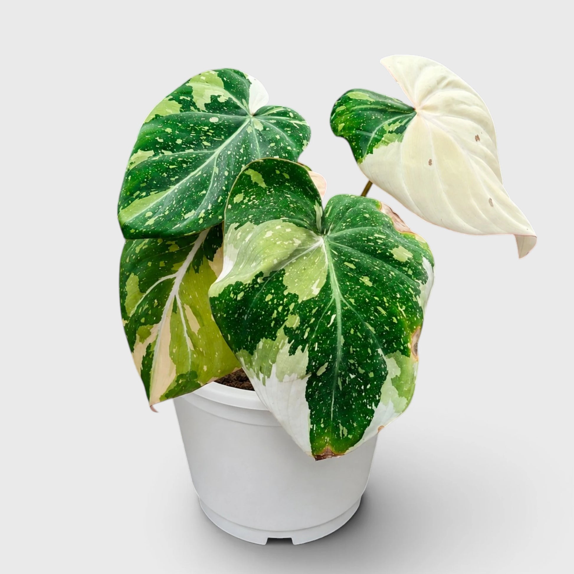 Philodendron Gloriosum Variegated – Rare Collector Aroid | Mature Well-Rooted Live Plant