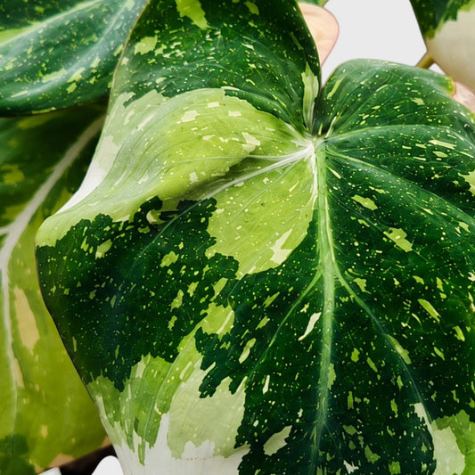 Philodendron Gloriosum Variegated – Rare Collector Aroid | Mature Well-Rooted Live Plant
