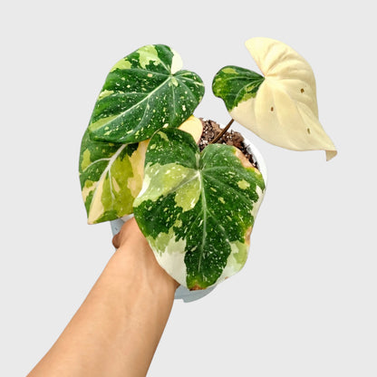 Philodendron Gloriosum Variegated – Rare Collector Aroid | Mature Well-Rooted Live Plant