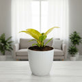 Philodendron Golden Melinonii – Rare Golden Foliage Indoor Plant