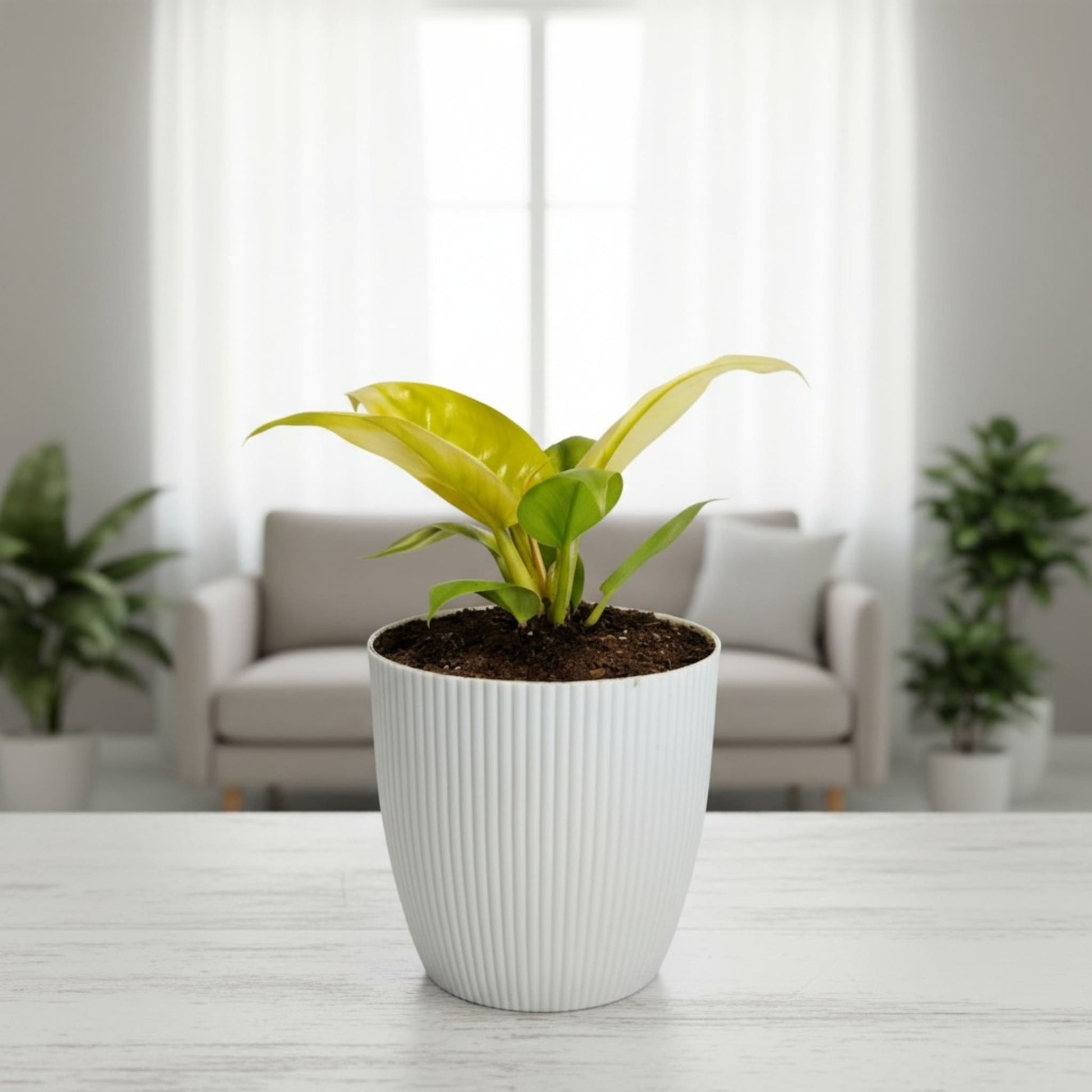 Philodendron Golden Melinonii – Rare Golden Foliage Indoor Plant