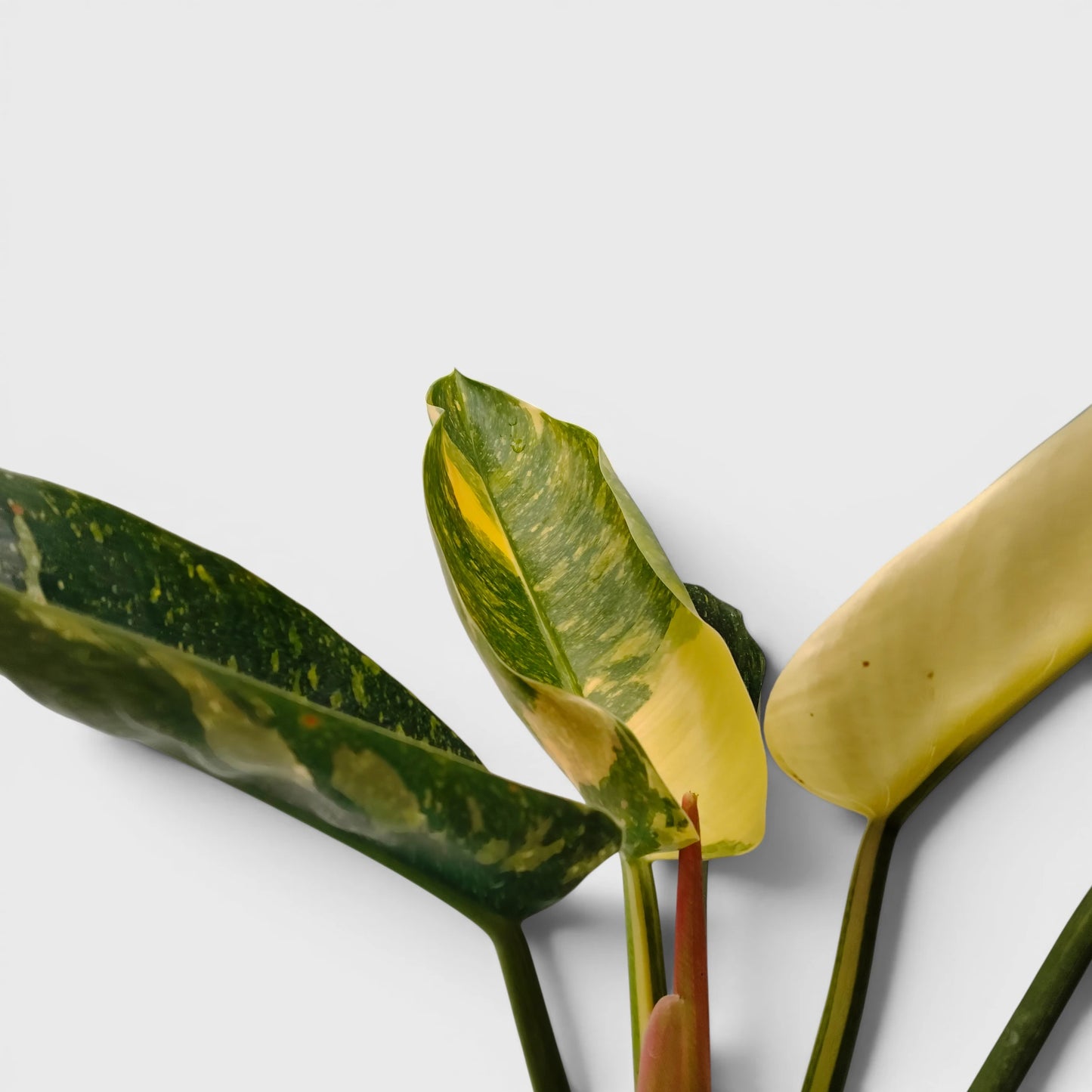 Rare Philodendron Green Congo Aurea Variegated – Golden Variegated Self-Heading Collector Aroid