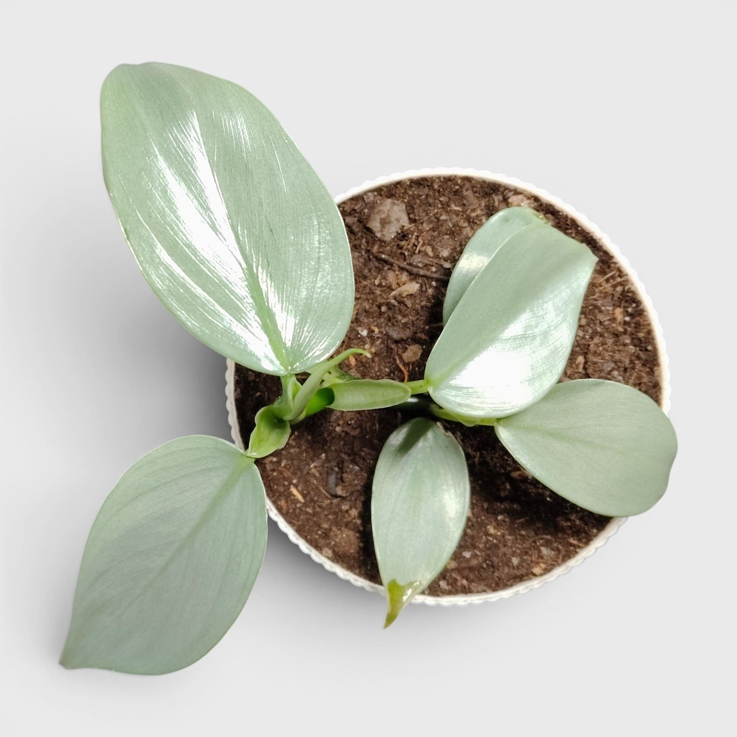 Philodendron Silver Sword – Rare Metallic Plant (15–20 cm)