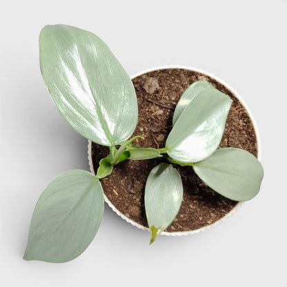 Philodendron Silver Sword – Rare Metallic Plant (15–20 cm)