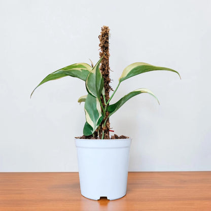 Philodendron Hederaceum Rio – Variegated Live Plant with Moss Pole & Pot