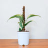 Philodendron Hederaceum Rio – Variegated Live Plant with Moss Pole & Pot