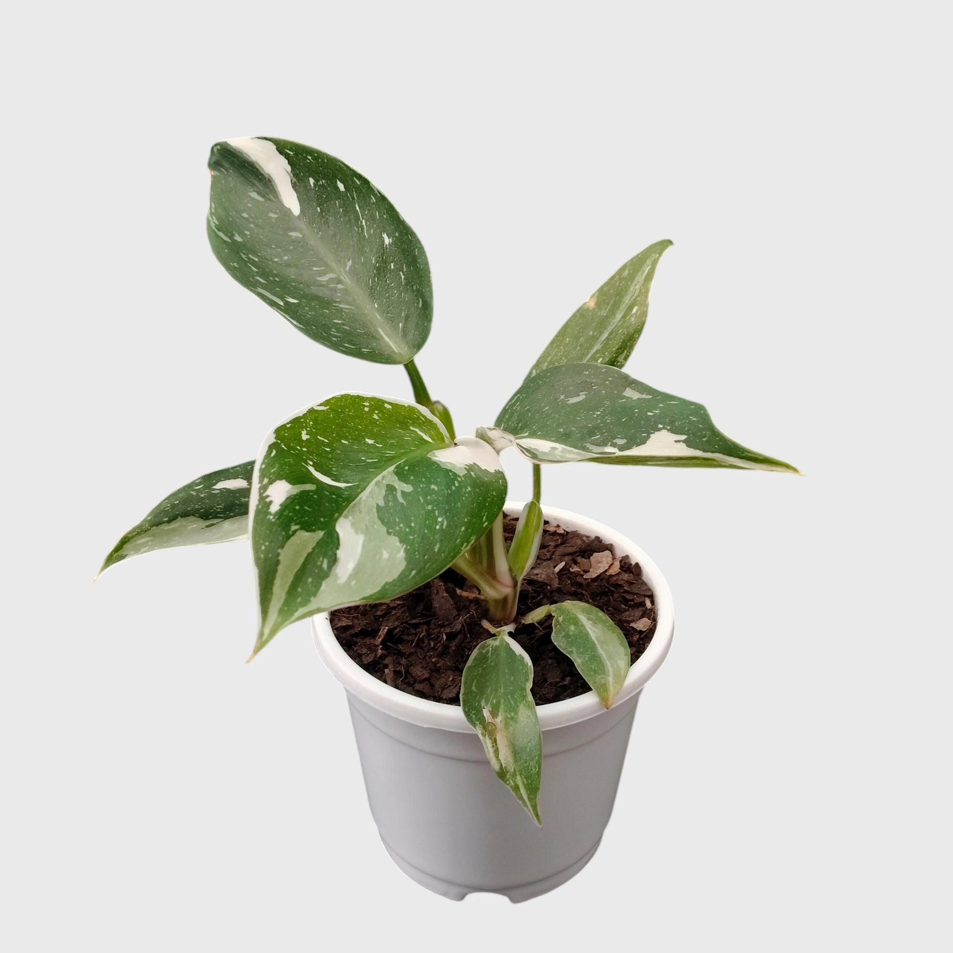 Philodendron White Princess Splash – Rare Variegated Aroid Foliage Indoor Plant
