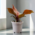 Philodendron McColley’s Finale | Well Rooted Mature Colorful Foliage Plant