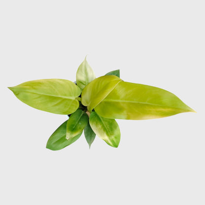 philodendron-melinonii-india
