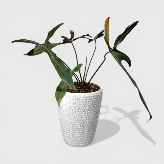 Philodendron Longilobatum – Rare Indoor Foliage Plant | Bare Rooted