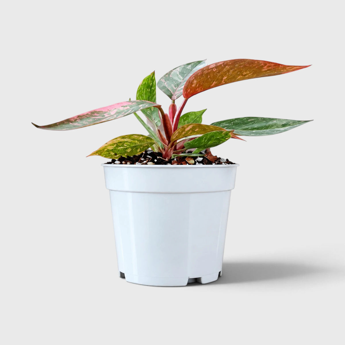 Philodendron Orange Princess – Rare Variegated Plant with Pot