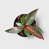 Philodendron Orange Princess – Rare Variegated Plant with Pot
