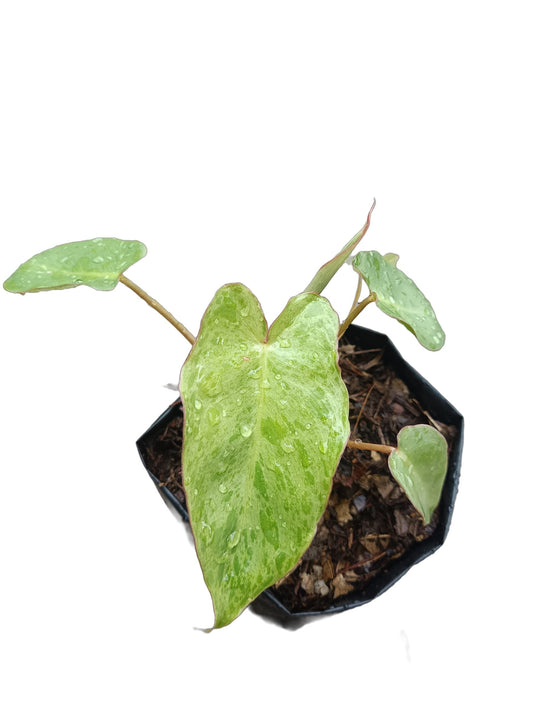 Philodendron Paraiso Verde - Lush Tropical Beauty for Your Space - My Store