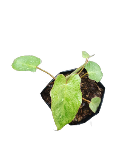 Philodendron Paraiso Verde - Lush Tropical Beauty for Your Space - My Store
