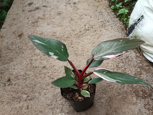 Philodendron Pink Princess: Unveiling Tropical Elegance for Your Indoor Oasis - My Store