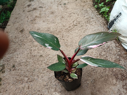 Philodendron Pink Princess: Unveiling Tropical Elegance for Your Indoor Oasis - My Store