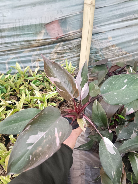 Philodendron Pink Princess: Unveiling Tropical Elegance for Your Indoor Oasis - My Store