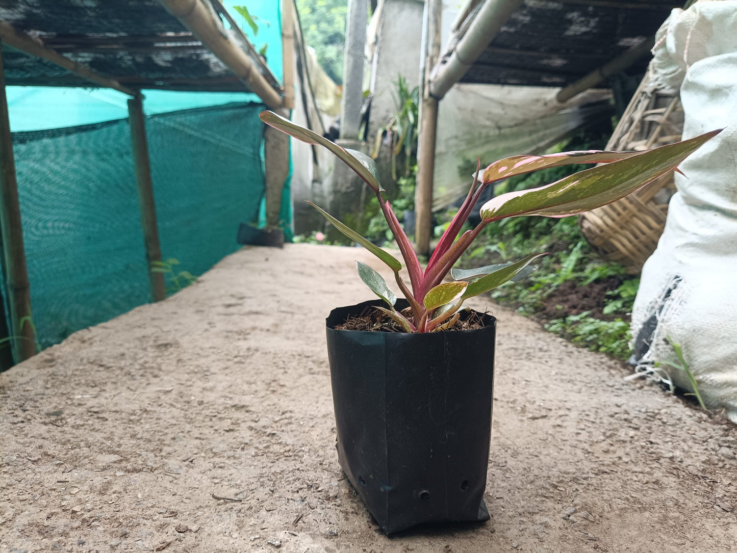 Philodendron Pink Princess: Unveiling Tropical Elegance for Your Indoor Oasis - My Store