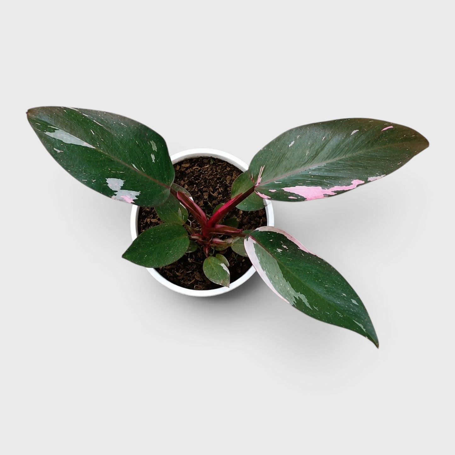 Philodendron Pink Princess | Rare Pink Variegated Mature Live Plant