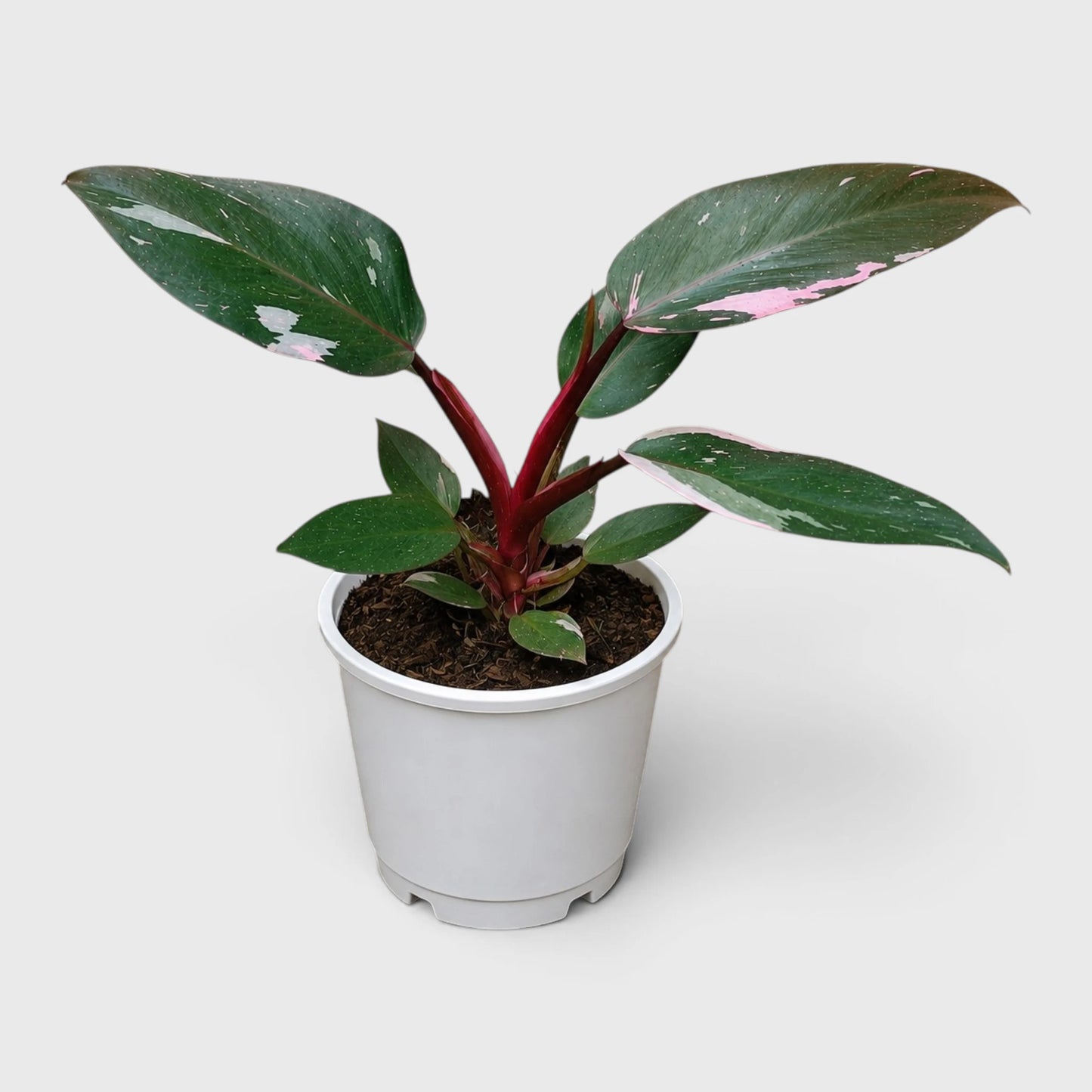Philodendron Pink Princess | Rare Pink Variegated Mature Live Plant