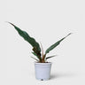 Philodendron Pluto (Choco Empress) | Rare Indoor Foliage Live Plant