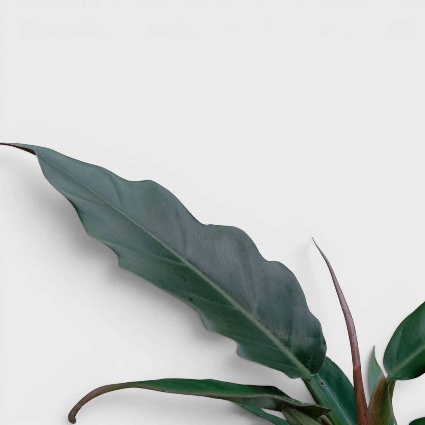Philodendron Pluto (Choco Empress) | Rare Indoor Foliage Live Plant