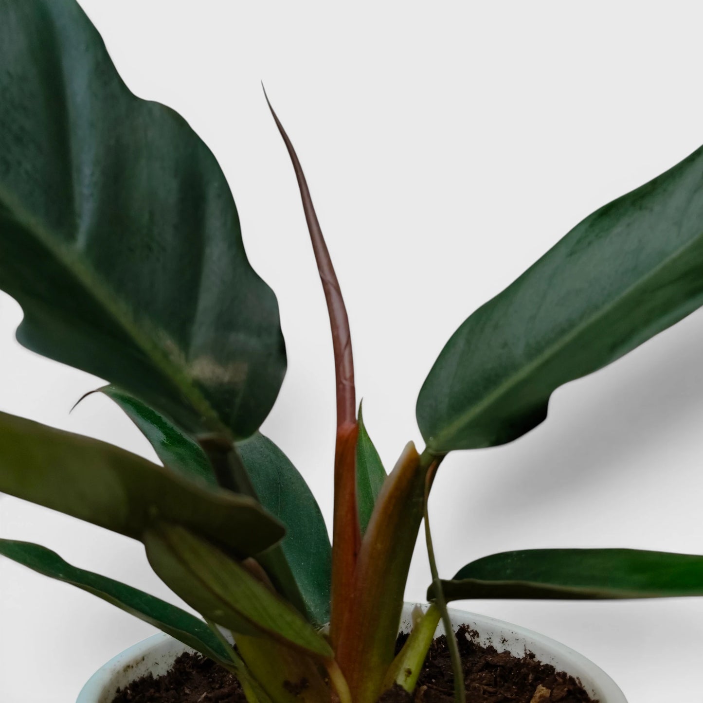 Philodendron Pluto (Choco Empress) | Rare Indoor Foliage Live Plant
